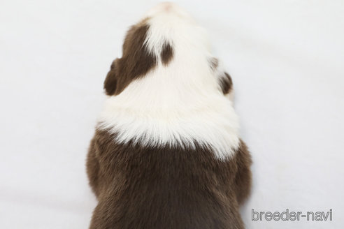 成約済の神奈川県のボーダーコリー-319178の3枚目